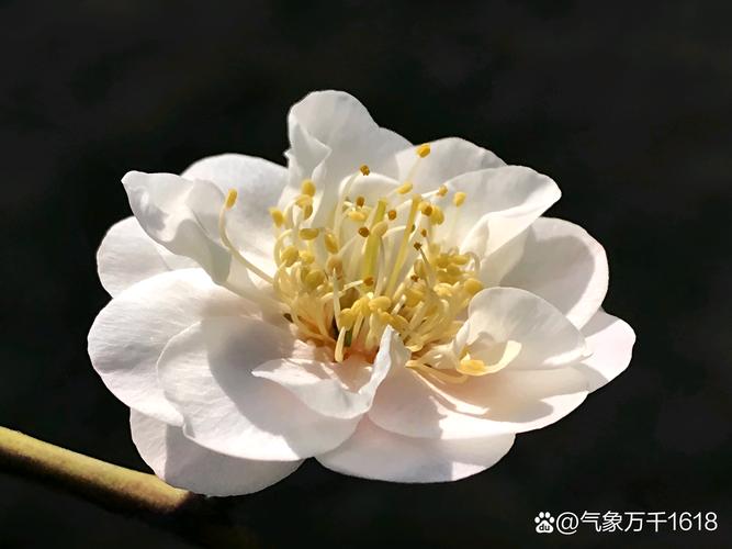 一树寒梅白玉条是什么意思?——解读“寒梅”的植物学与文化密码 一树寒梅白玉条是什么意思?——解读“寒梅”的植物学与文化密码