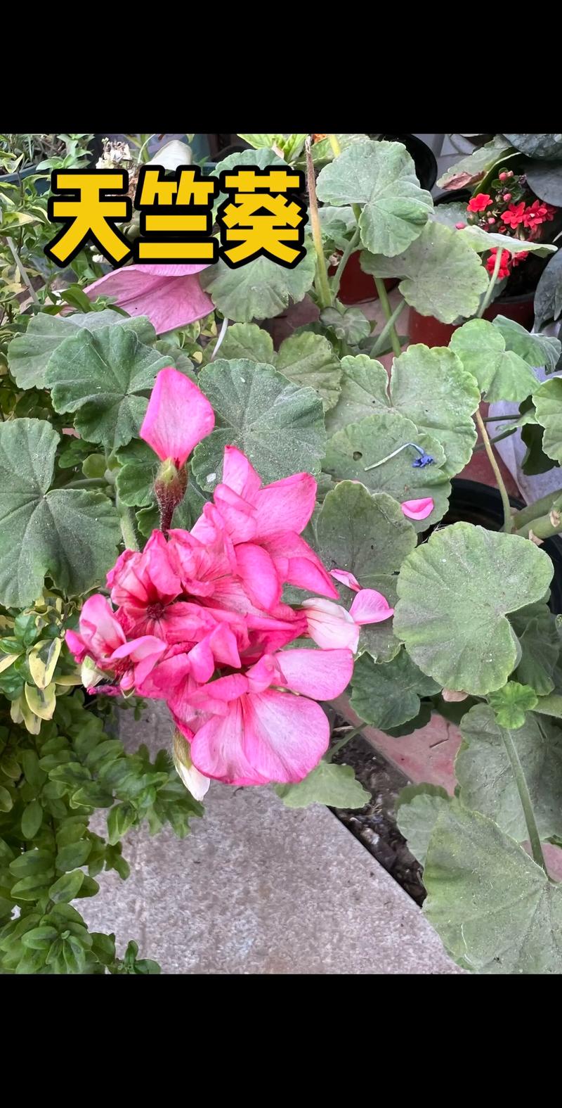 天竺葵是水生植物吗?真相与陆生养护要点全解析 天竺葵是水生植物吗?真相与陆生养护要点全解析