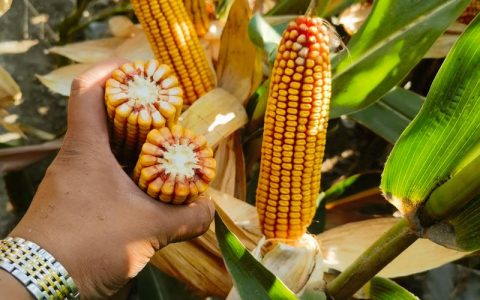 2026年玉米早熟品种对比：中科4号、先玉335、登海605谁更适合你？