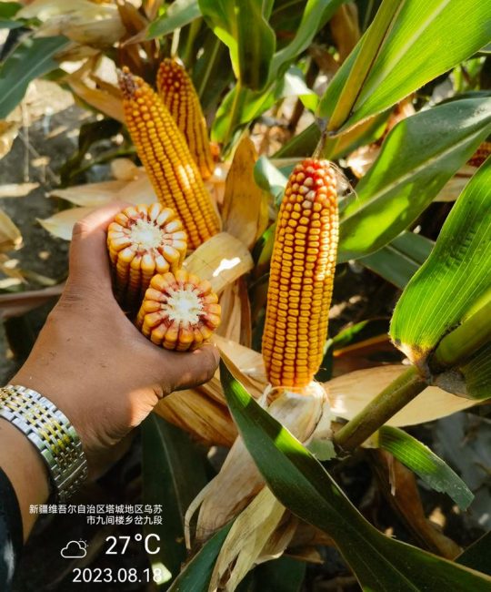 2026年玉米早熟品种对比：中科4号、先玉335、登海605谁更适合你？