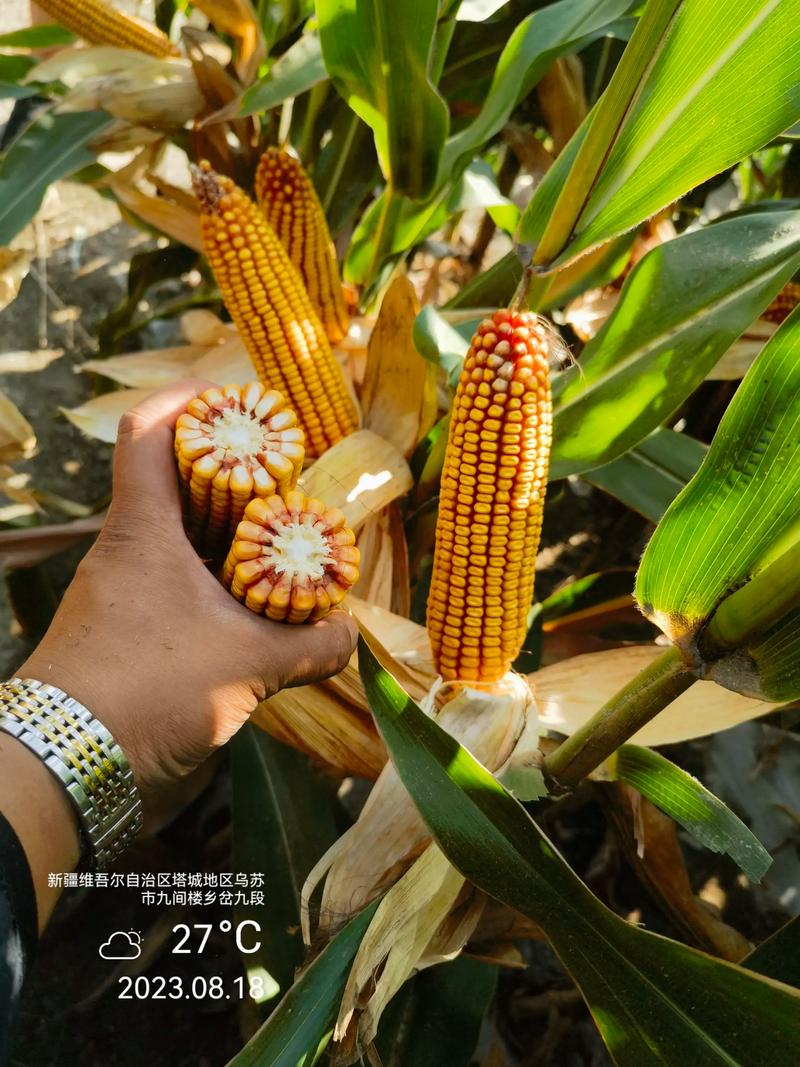 2026年玉米早熟品种对比:中科4号、先玉335、登海605谁更适合你? 2026年玉米早熟品种对比:中科4号、先玉335、登海605谁更适合你?