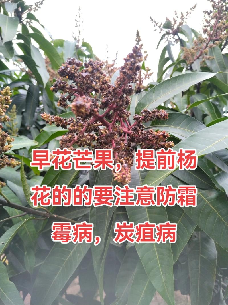 芒果树四季常青吗?深度解析生长习性与地域化种植指南 总结:芒果树是否四季常青,取决于所在地气候