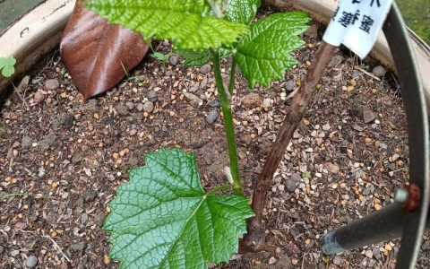 葡萄苗有没有买的？2026年最新选购指南与种植全攻略