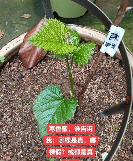葡萄苗有没有买的？2026年最新选购指南与种植全攻略