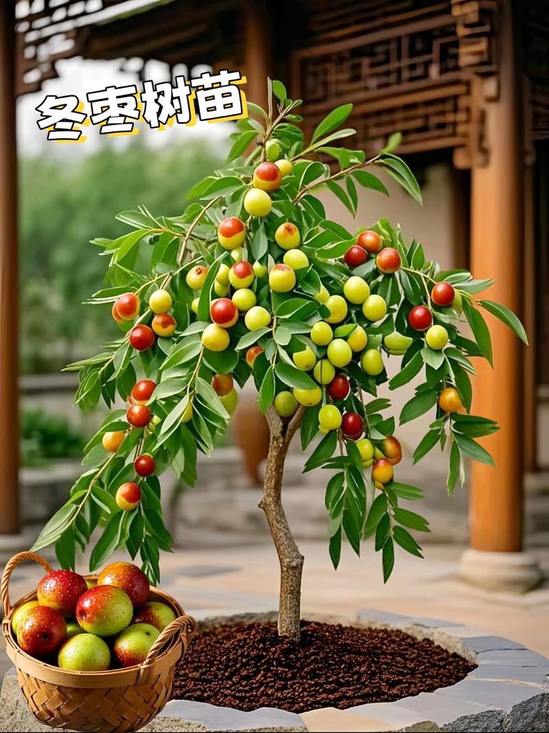 怎么种枣树苗?掌握这7个关键步骤,成活率超90% 四、栽前处理:修剪烂根、浸泡生根剂
