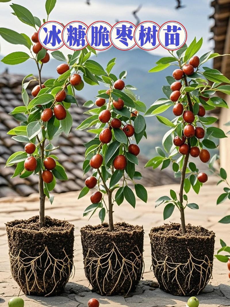 怎么种枣树苗?掌握这7个关键步骤,成活率超90% 七、缓苗管理:前5天遮阴,15天内不施肥