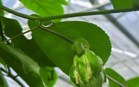 百香果树苗几年结果？从种植到盛果期的全攻略