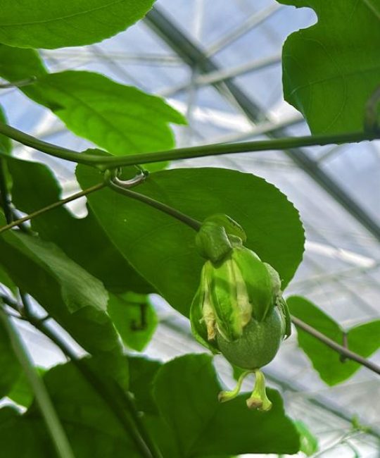 百香果树苗几年结果？从种植到盛果期的全攻略