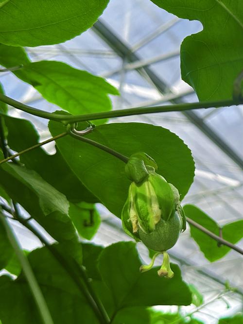 百香果树苗几年结果？从种植到盛果期的全攻略