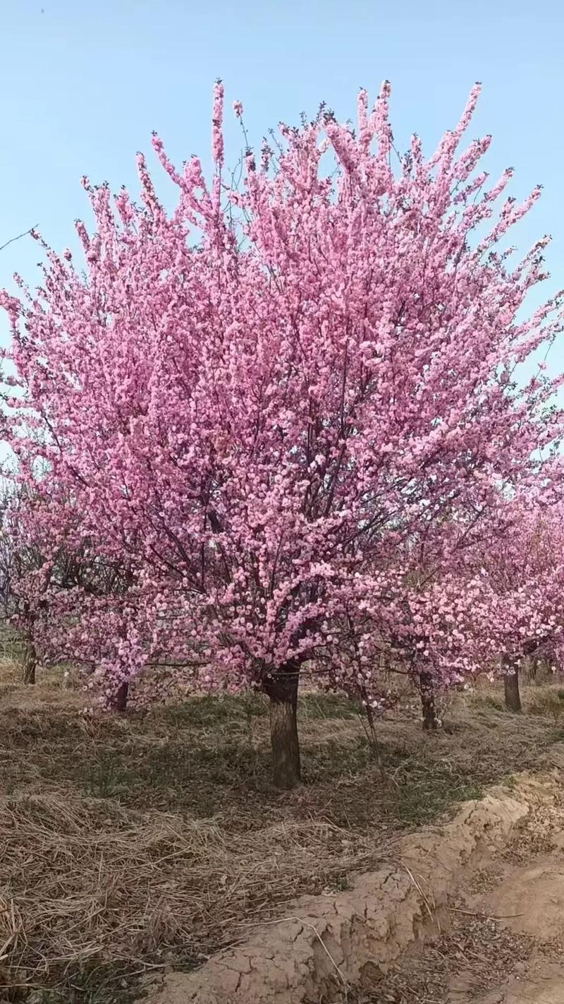 20公分红梅树多少钱?2026年最新价格及影响因素分析 季节因素:栽植季节决定价格低点