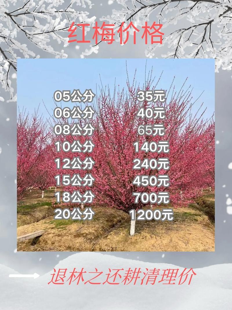20公分红梅树多少钱?2026年最新价格及影响因素分析 数量因素:批发与零售价差明显
