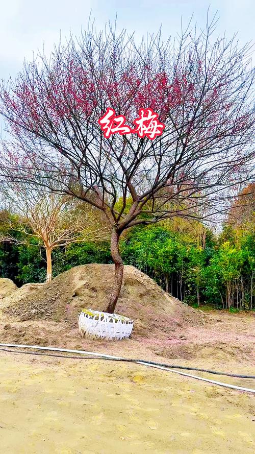 20公分红梅树多少钱?2026年最新价格及影响因素分析 综合因素参考价格表