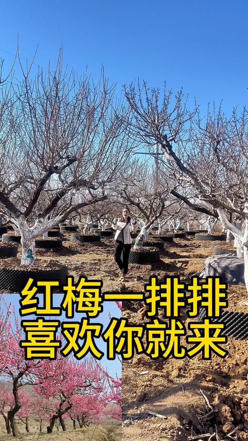 20公分红梅树多少钱?2026年最新价格及影响因素分析 如何获取精准报价?