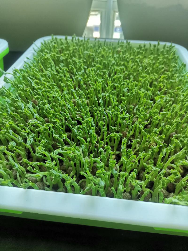 芽苗菜都能种什么菜?这份家庭种植清单请收好 三、蔬菜类芽苗菜:品种多、风味独特