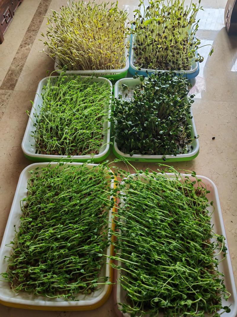 芽苗菜都能种什么菜?这份家庭种植清单请收好 四、通用种植流程(以家庭育苗盘为例)