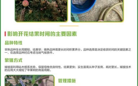 苹果树结果多少年？新手必看的结果年限与盛果期管理全攻略