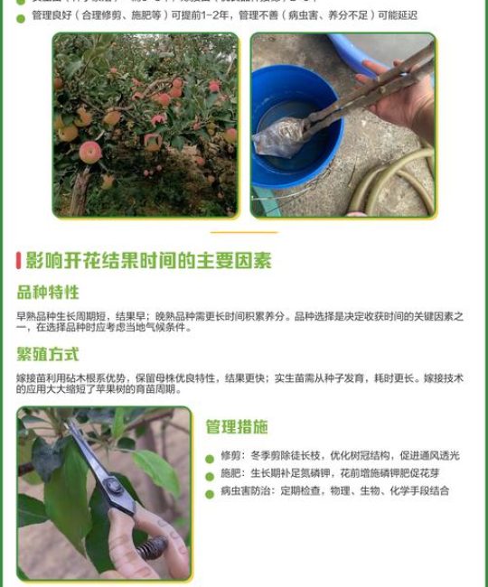 苹果树结果多少年？新手必看的结果年限与盛果期管理全攻略