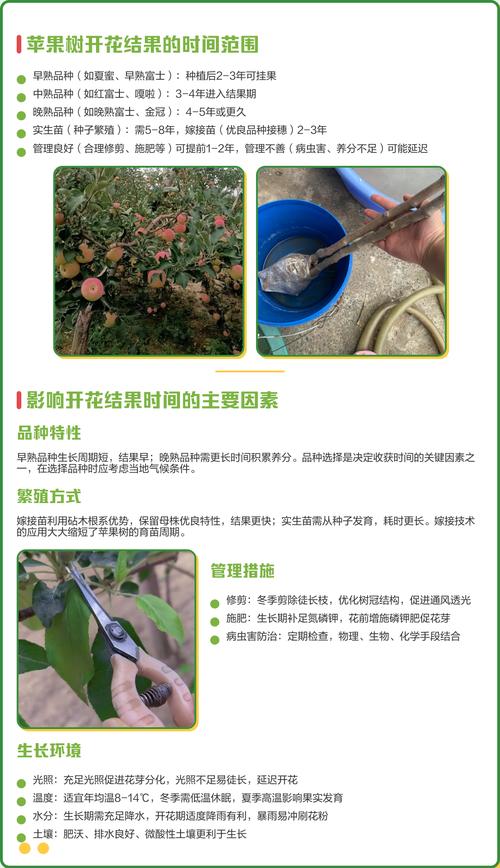 苹果树结果多少年?新手必看的结果年限与盛果期管理全攻略 嫁接苗比实生苗早结果2-3年