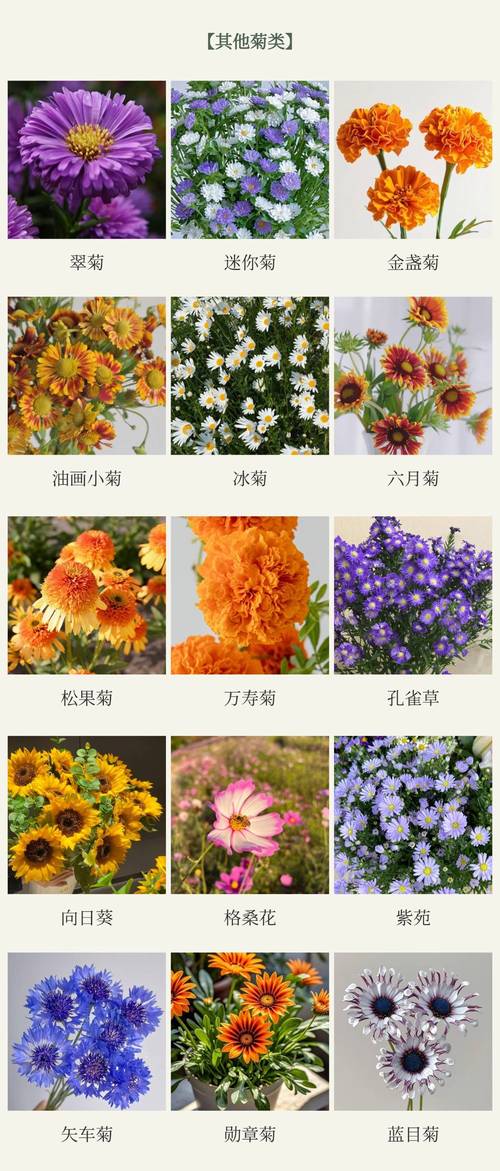 秋天菊花是什么颜色的?——菊花花色全解析与观赏指南 影响花色的关键因素