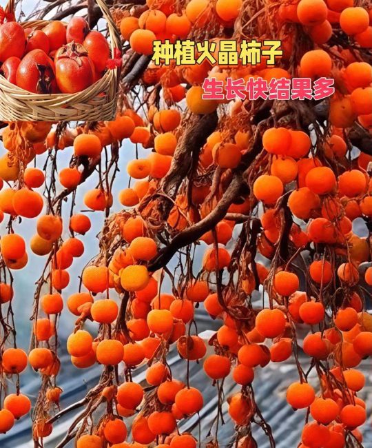 柿子哪个品种好吃？2026年太秋、阳丰、火晶三大品种全维度对比