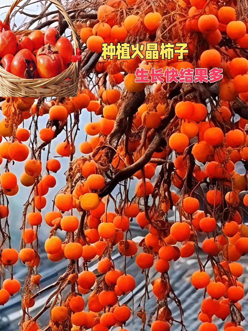 柿子哪个品种好吃？2026年太秋、阳丰、火晶三大品种全维度对比