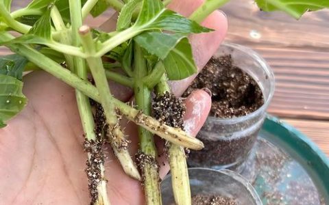 白兰花扦插繁殖全攻略：基质配比、温度控制与成活率提升技巧