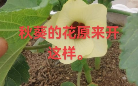 种子植物都能开花结果吗？揭开植物开花结果的真相