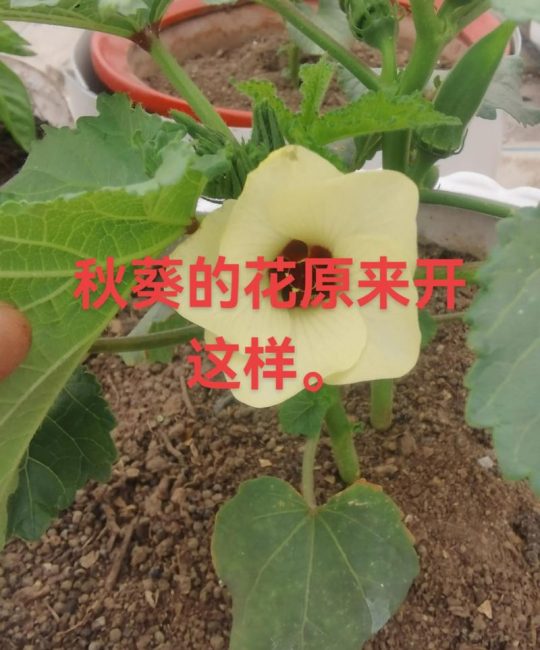 种子植物都能开花结果吗？揭开植物开花结果的真相