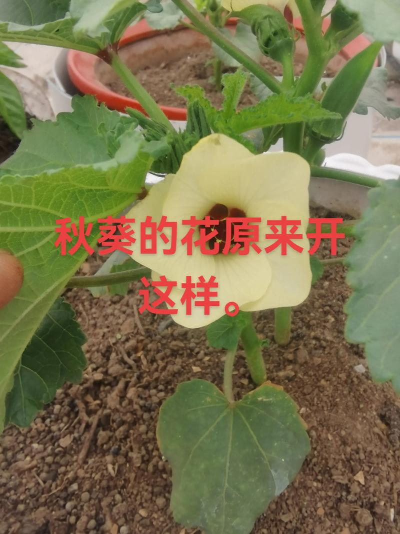 种子植物都能开花结果吗?揭开植物开花结果的真相 开花与结果:种子植物的两大阵营