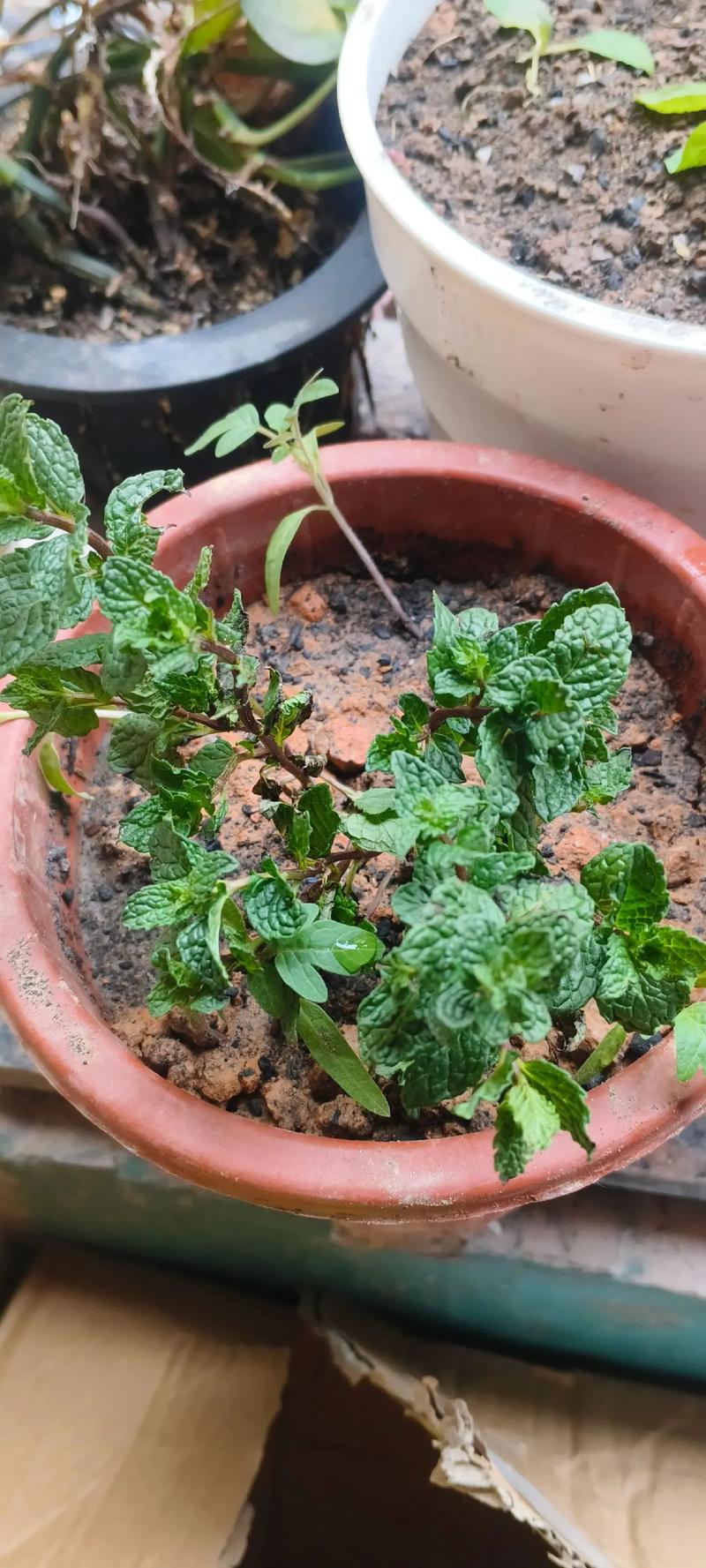 种子植物都能开花结果吗?揭开植物开花结果的真相 常见问题FAQ
