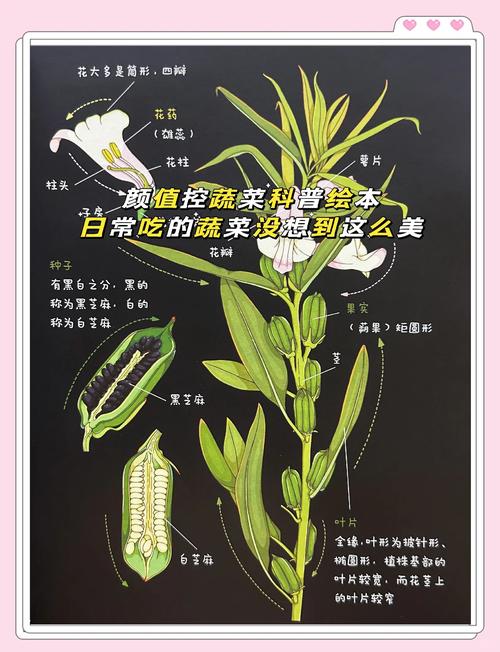 种子植物都能开花结果吗?揭开植物开花结果的真相 总结
