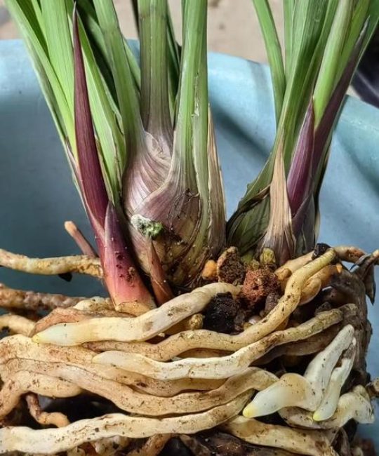 兰花叶子发黑干枯怎么办？原因与救活全攻略