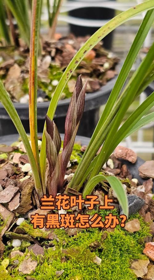 兰花叶子发黑干枯怎么办?原因与救活全攻略 紧急救治:分步操作