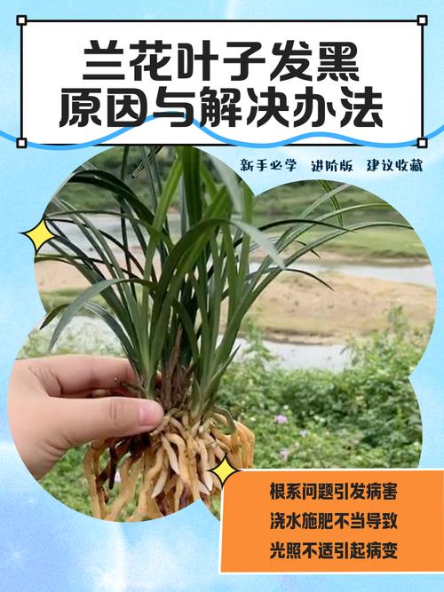 兰花叶子发黑干枯怎么办?原因与救活全攻略 总结