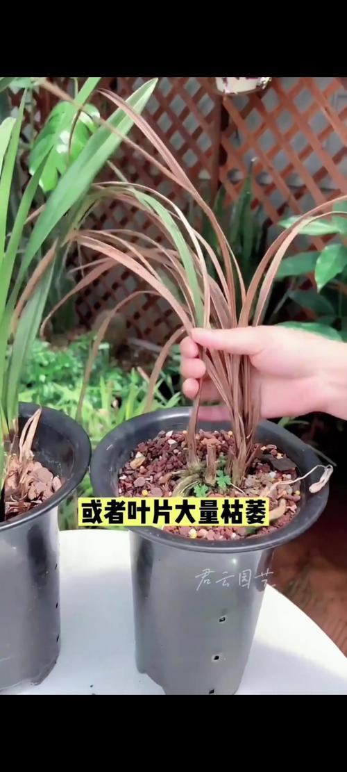 兰花叶子发黑干枯怎么办?原因与救活全攻略 预防措施:避免复发