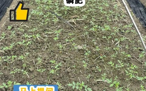 西红柿育苗肥料选择与使用全攻略