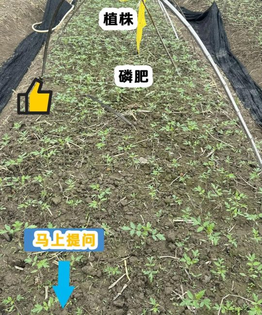 西红柿育苗肥料选择与使用全攻略