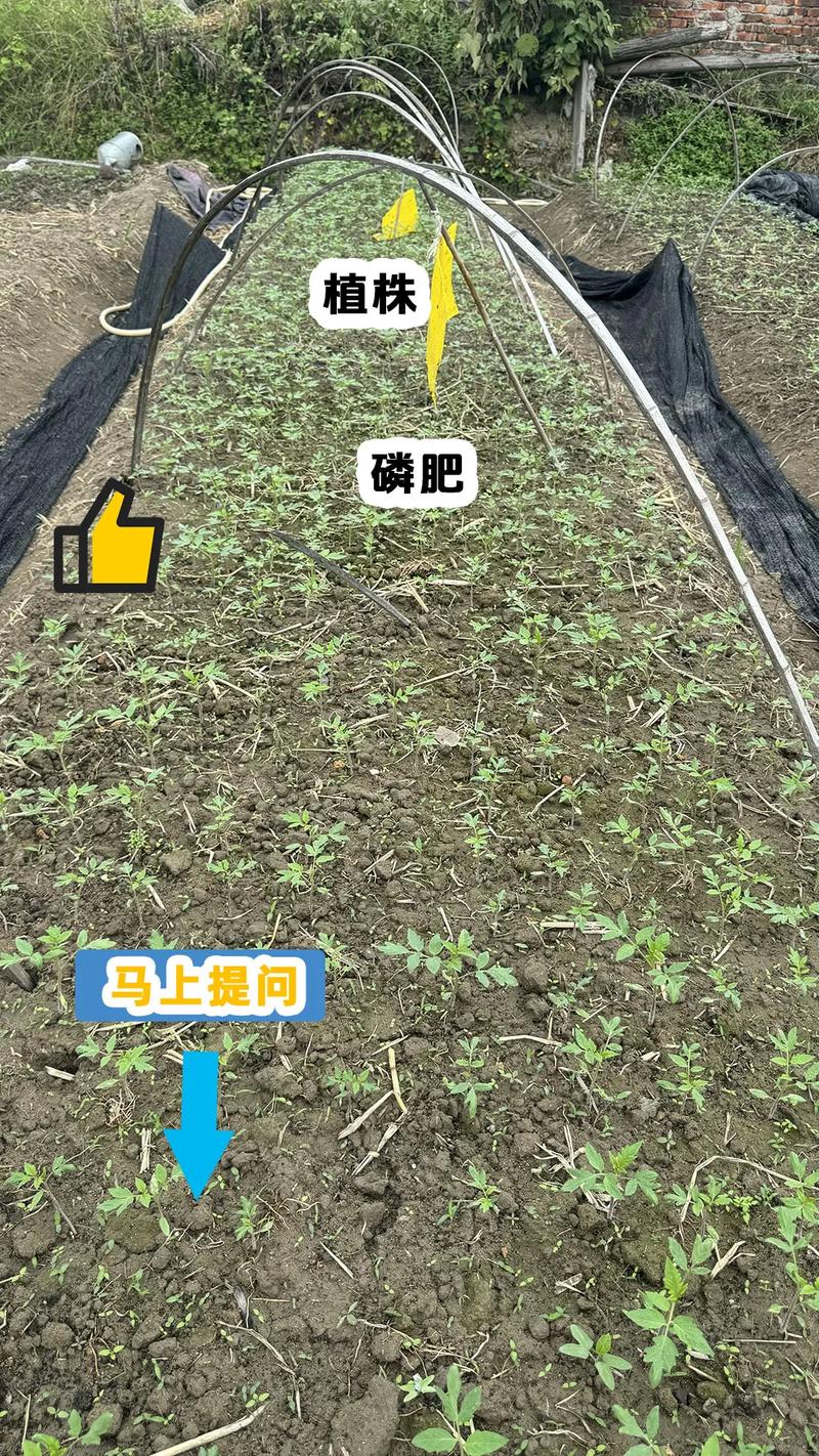 西红柿育苗肥料选择与使用全攻略 基质配制:科学配比与基肥施用