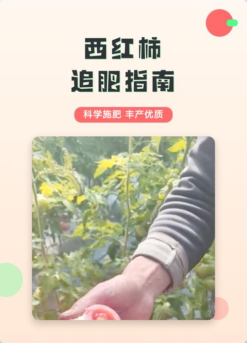 西红柿育苗肥料选择与使用全攻略 移栽前:炼苗期肥料调整