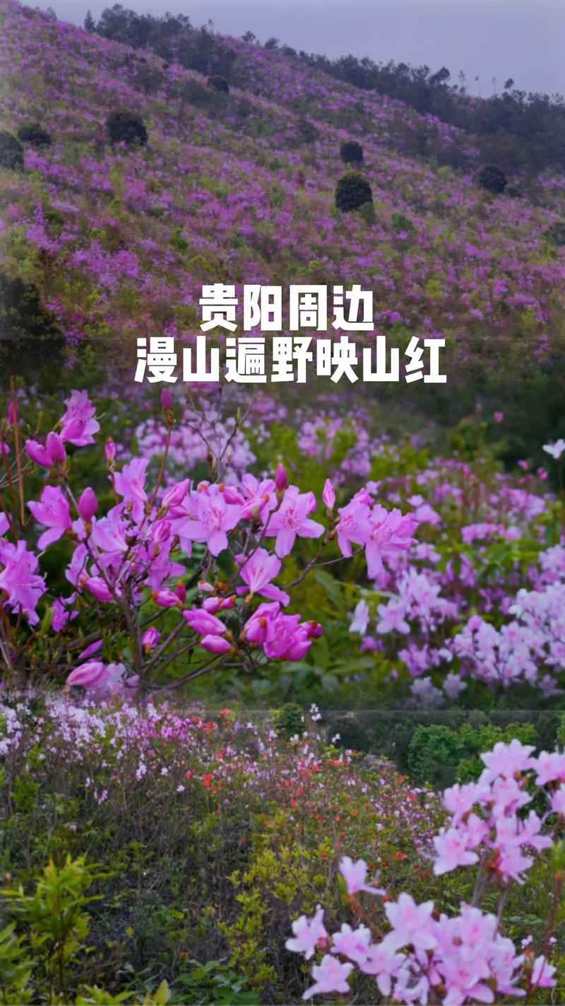 映山红花多少钱一棵?2025年最新价格参考与影响因素 影响因素二:产地与品种