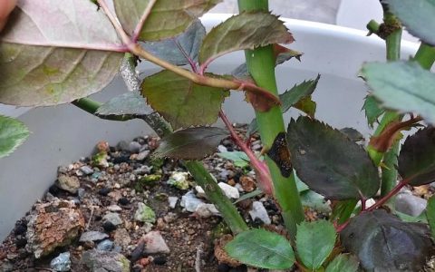 月季花黑杆还能活吗？急救与全周期养护指南