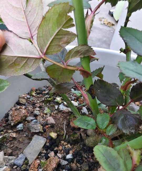 月季花黑杆还能活吗？急救与全周期养护指南