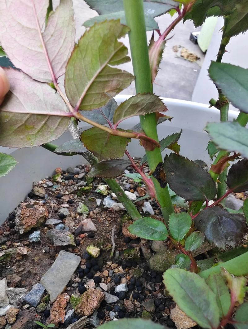 月季花黑杆还能活吗?急救与全周期养护指南 月季花黑杆还能活吗?急救与全周期养护指南