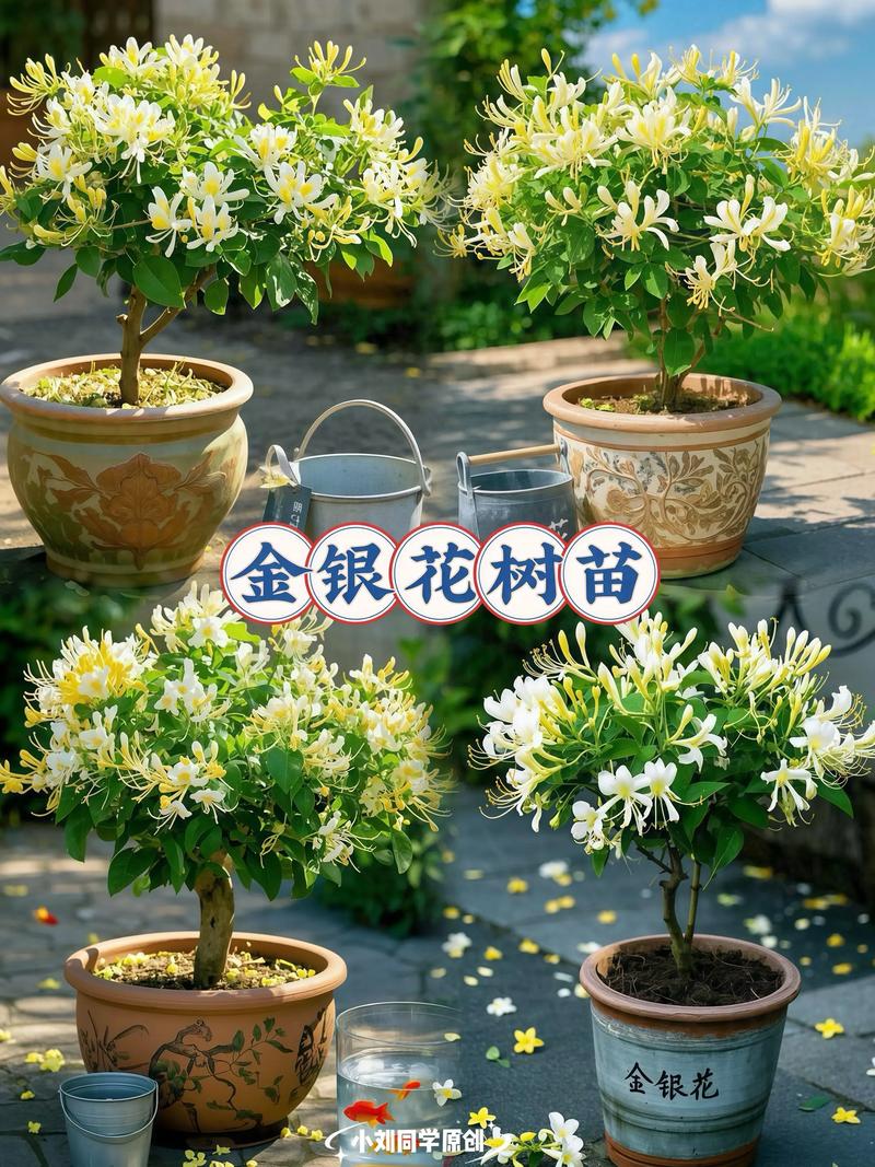 金银花如何种植方法:从选时到成活的七个关键技术要点 四、栽植深度:根颈与地面齐平