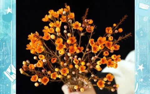 买来的腊梅怎么醒花？掌握正确步骤，枝头繁花久开不败
