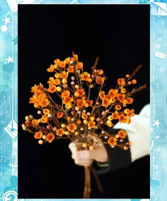 买来的腊梅怎么醒花？掌握正确步骤，枝头繁花久开不败
