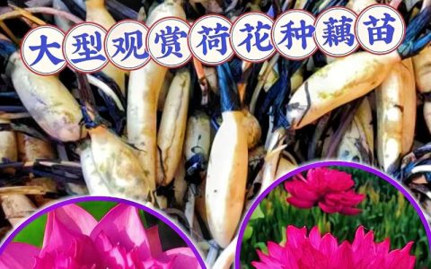 荷花苗多少钱一棵？规格、季节、采购量影响报价
