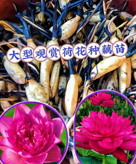 荷花苗多少钱一棵？规格、季节、采购量影响报价
