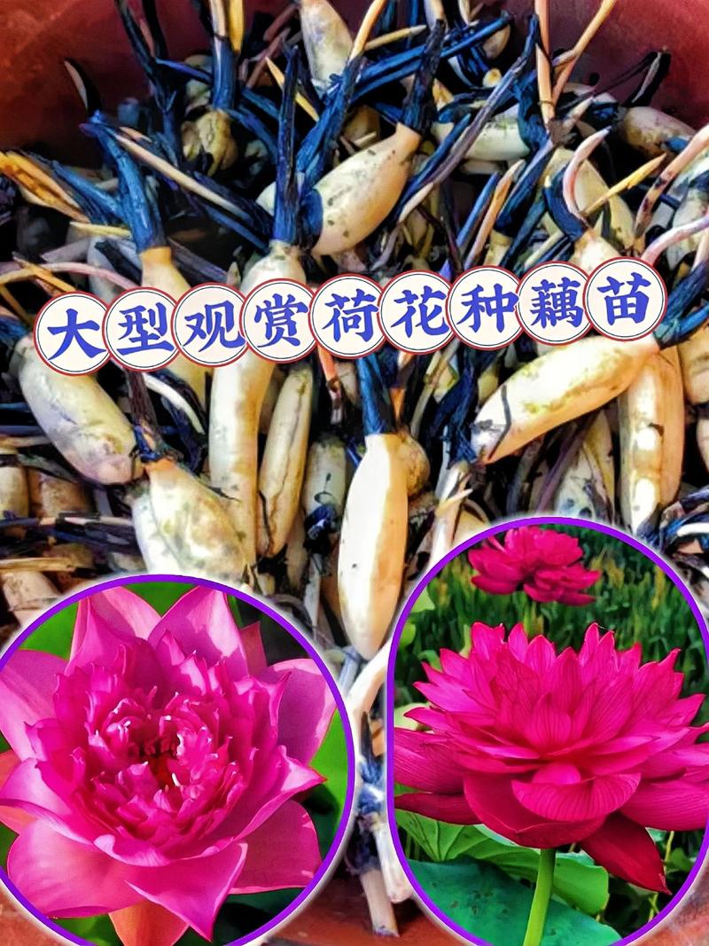 荷花苗多少钱一棵?规格、季节、采购量影响报价 荷花苗多少钱一棵?规格、季节、采购量影响报价