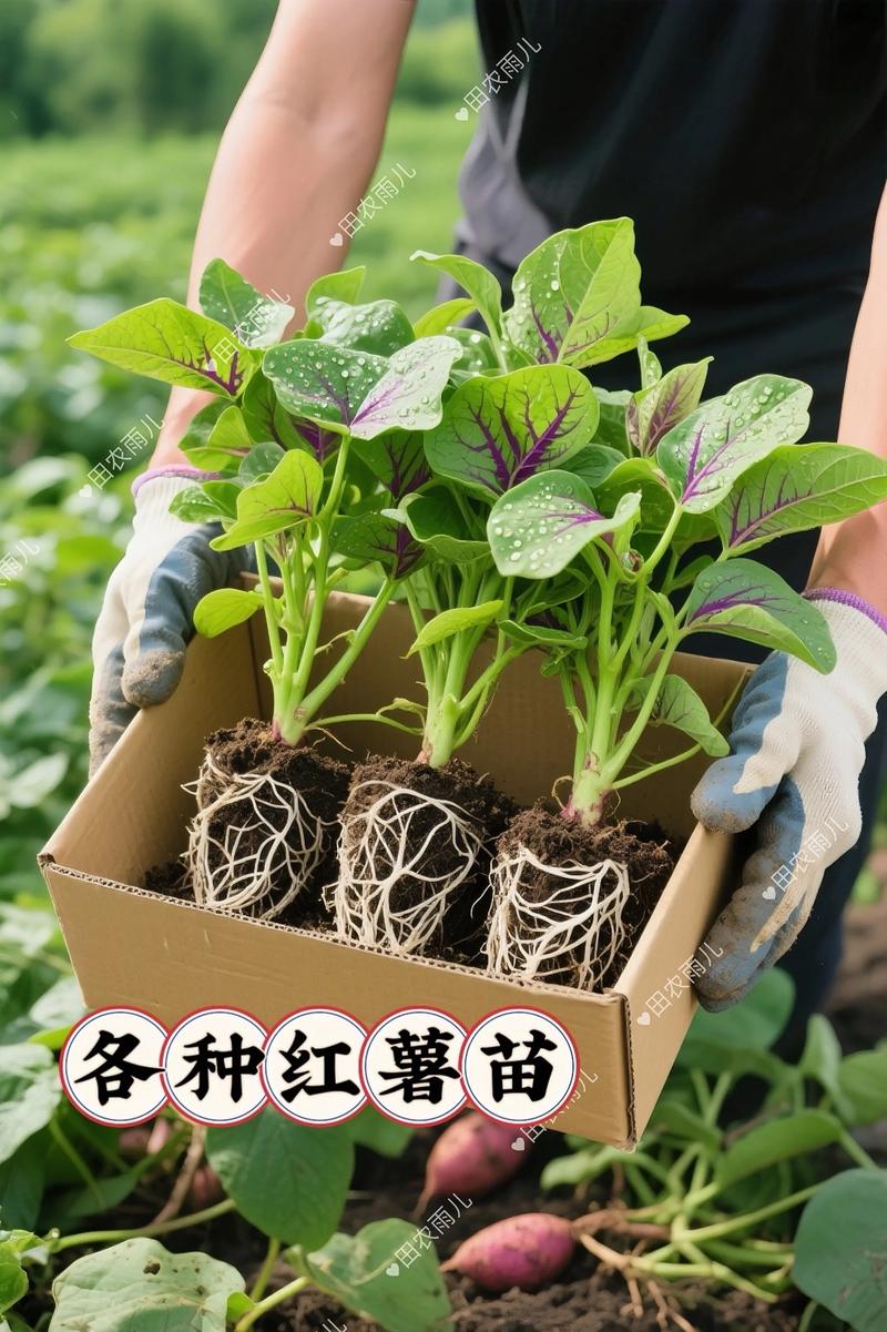 徐薯22种苗哪里买?科学采购指南助你避开假苗坑 三、规格标准解读:数字会说话
